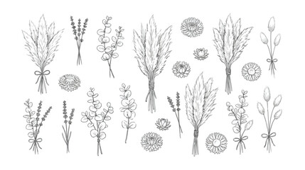 Hand drawn dried flowers and pampas grass vector set, botanical line art illustrations of eucalyptus and lavender, boho floral wedding elements © I'm_coming