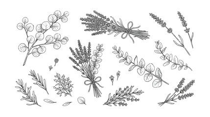 Vintage lavender and eucalyptus botanical sketches, hand drawn floral herb collection, black and white line art vector set for wedding invitations © I'm_coming