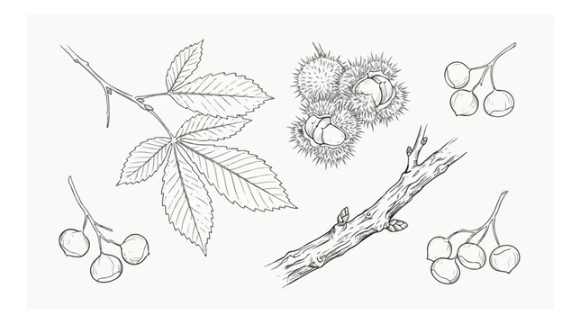 Vintage chestnut botanical sketches, hand drawn horse chestnut leaves and seeds, rustic autumn forest tree elements vector set
