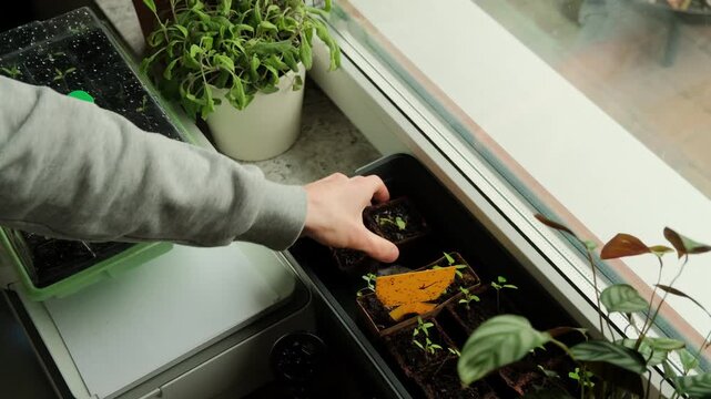 Close-up 4K video clip of a person's hands carefully tending to young seedlings growing in peat pots arranged on a windowsill, with a seed propagator and potted herbs visible in the background. The cl