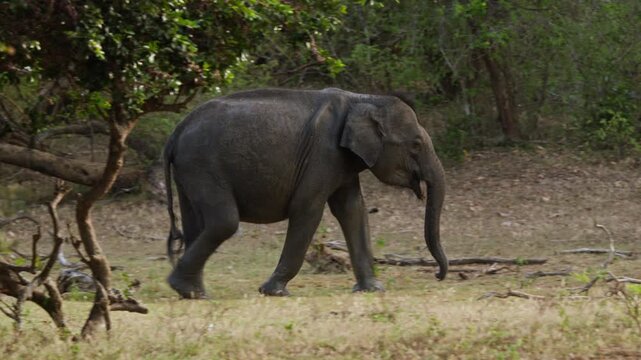 Asian elephant walking through dry forest habitat in Sri Lanka showing natural wildlife behaviour.