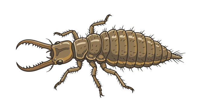 Antlion Larva Drawing, Predatory Insect with Large Jaws
