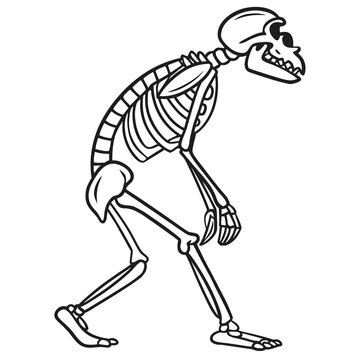 Black and white graphic illustration of an ape skeleton or primitive primate bone structure in a walking pose with skeleton chimpanzee evolution primitive silhouette illustration anthropology
