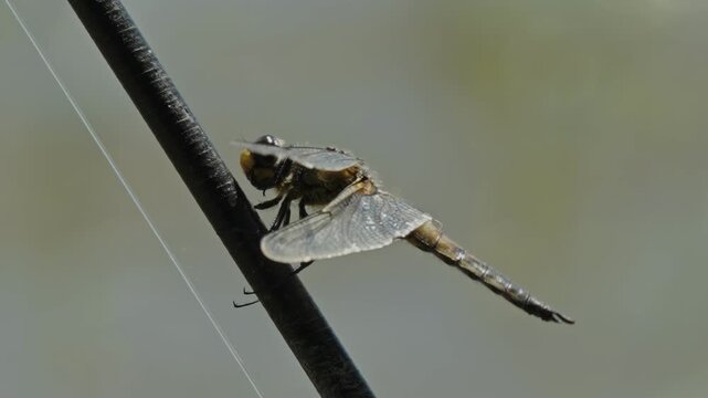  Dragonfly sitting on black fishing rod near blurred water background