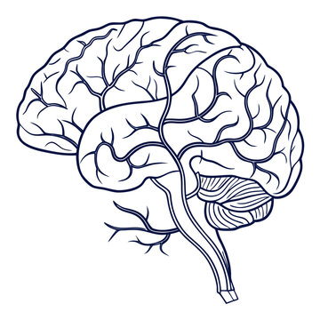 Detailed human brain outline vector illustration representing intelligence psychology and neurological science with neurology cerebral cerebellum brainstem intelligence neurobiology medicine