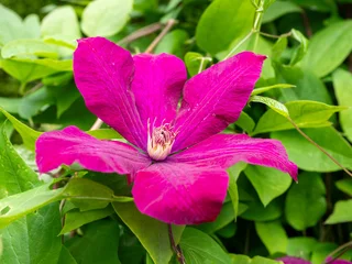 Fototapeten Pink Close-up of a vibrant magenta clematis flower in bloom, surrounded by green leaves. Detailed petals and natural garden background in spring or summer.  © Marek