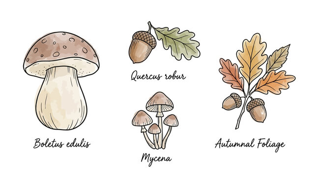 A detailed illustration of Boletus edulis, Quercus robur, Mycena mushrooms, and autumnal foliage with acorns.