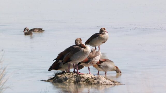 a flock of egyptian geese resting at charitsaub waterhole of etosha national park in namibia, africa