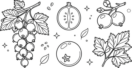 Currant berry fruit vector outline illustration set with fresh branch bunch leaves half cut seed line art elements © Hafizul