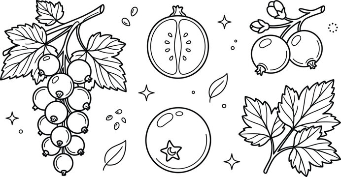 Currant berry fruit vector outline illustration set with fresh branch bunch leaves half cut seed line art elements