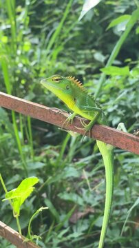 Green animal lizard resting naturally among wild vegetation, showcasing camouflage, tropical wildlife behavior, habitat details, and ecological beauty.