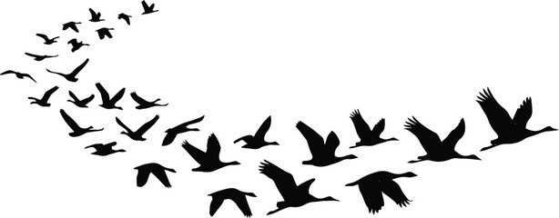 Obraz premium Flying birds silhouette vector, a flock of black birds in flight, migration concept, freedom and movement, nature and wildlife graphic element