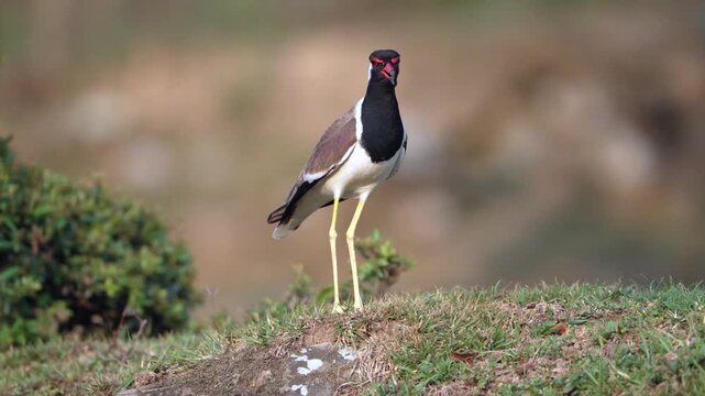 Red-wattled Lapwing (Vanellus indicus) standing on a grassy mound, calling, and taking flight towards the camera