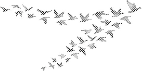Abstract flock of birds vector illustration, black and white flying geese or ducks, migration concept graphic element, freedom and movement symbol for design projects © Shanza