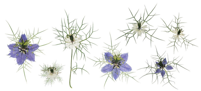 Herbarium. Set of pressed nigella flowers. Digital herbarium, scrapbooking. Nigella damascena flowers, isolated on white. Or roman coriander, black cumin, black caraway.