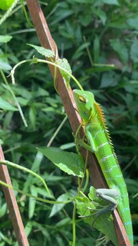 Green animal lizard resting naturally among wild vegetation, showcasing camouflage, tropical wildlife behavior, habitat details, and ecological beauty.
