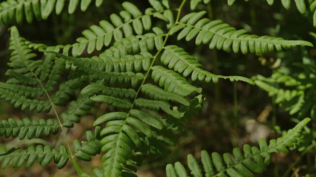 Extreme close-up shot of green fern leaves on forest floor.