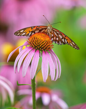 Gulf Fritillary butterfly (Agraulis vanillae) feeding on Purple Coneflower in the butterfly garden. Closeup. Front view. 