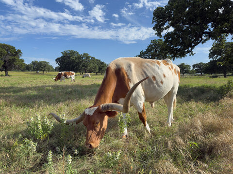 Texas longhorn cattle grazing on the summer pasture 