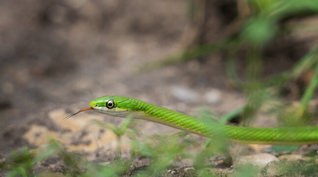 Non-venomous Green Snake, flicking its forked shaped tongue out while crossing a trail in Texas spring. Closeup.. 