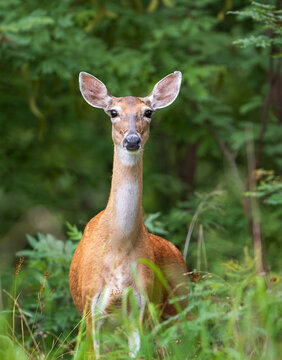 White tailed deer, female doe, hiding in the woods on a hot summer day in Texas. Closeup.
