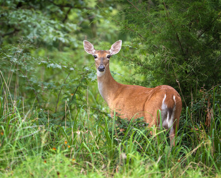 White tailed deer, female doe, hiding in the woods on a hot summer day in Texas