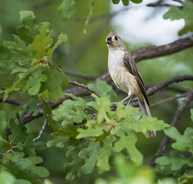 Tufted Titmouse (Baeolophus bicolor) perched on an oak tree branch in Texas summer. 