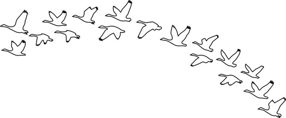 Flying birds vector illustration, a flock of geese in V-formation, minimalist black and white animal outline, migration concept for nature and freedom designs © Farzana