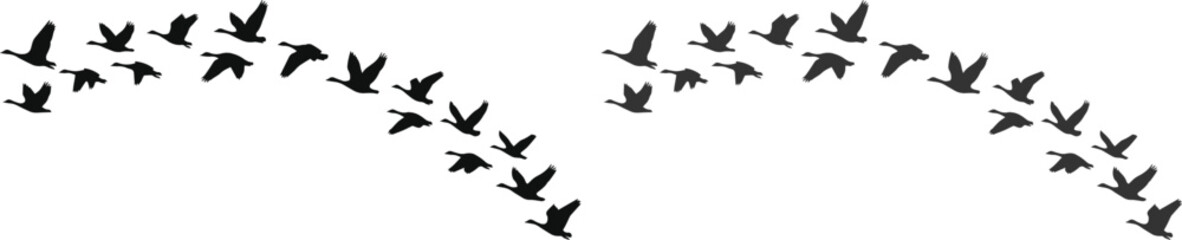 Obraz premium Flying birds silhouette, black migratory bird flock in V-formation, dynamic vector illustration for nature and freedom concepts