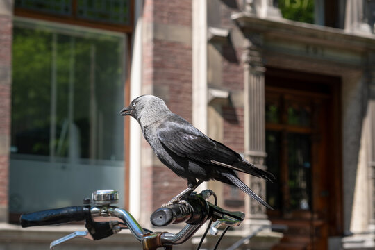 Jackdaw on bicycle handlebar in Delft city centre with brick facades and spring sunlight, Netherlands