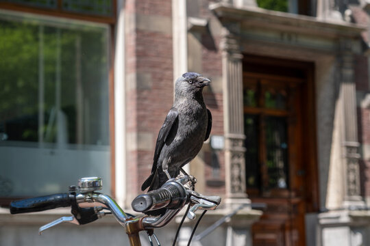 Jackdaw on bicycle handlebar in Delft city centre with brick facades and spring sunlight, Netherlands
