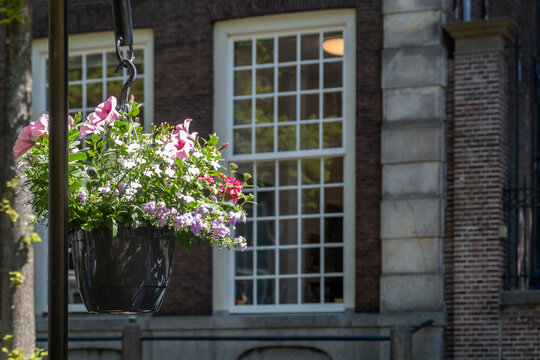 Colorful hanging flower basket beside historic brick windows in Delft city centre sunshine