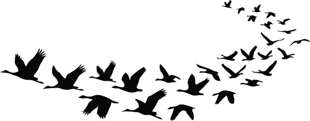 Obraz premium Flying birds silhouette vector, a flock of migratory birds in dynamic flight, black avian shapes on white, nature and freedom concept graphic resource