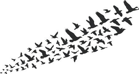 Flying birds flock vector illustration, a dynamic silhouette of migrating birds in motion, freedom and nature concept graphic element, black and white wildlife design asset. © Farzana