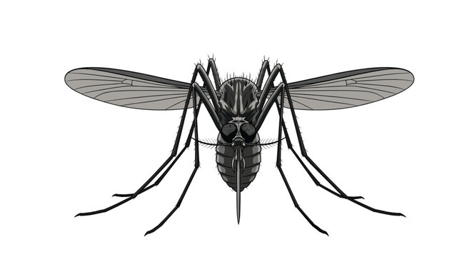 Detailed anatomical illustration of a mosquito insect from a front view on a white background.