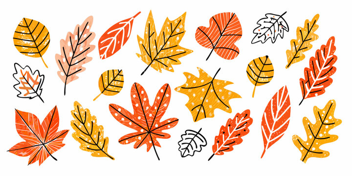 Autumn leaves collection colorful hand drawn vector illustration on white background