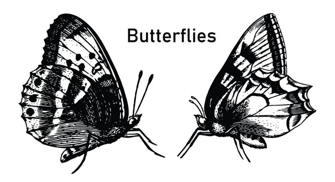 Detailed black and white vintage style illustration of two butterflies shown from a side profile perspective, featuring intricate line art shading on their wings, with the text "Butterflies".