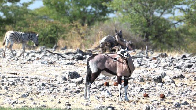a gemsbok uses its horns to scratch its back at goas waterhole of etosha national park in namibia