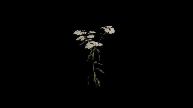 Yarrow Plant Swaying in Wind Loop Animation with Alpha Channel. Wind Blows The Common Yarrow Flowering Plant. Achillea Millefolium Plant Leaves Swaying. Animated Plant Branches Moving in Breeze