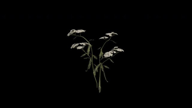 Yarrow Plant Swaying in Wind Loop Animation with Alpha Channel. Wind Blows The Common Yarrow Flowering Plant. Achillea Millefolium Plant Leaves Swaying. Animated Plant Branches Moving in Breeze