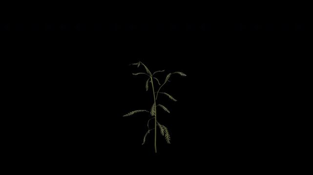 Yarrow Plant Swaying in Wind Loop Animation with Alpha Channel. Wind Blows The Common Yarrow Flowering Plant. Achillea Millefolium Plant Leaves Swaying. Animated Plant Branches Moving in Breeze