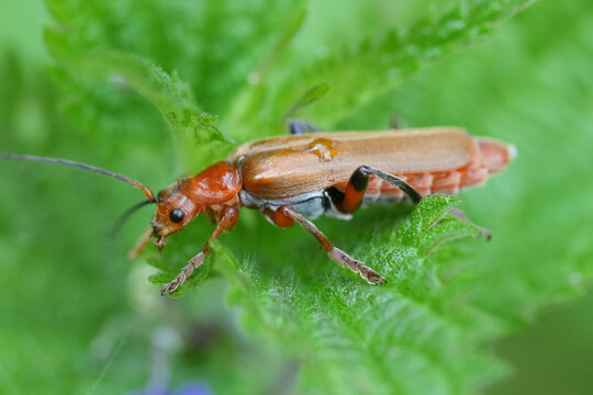 Closeup on a small light bron colored solider beetle, Cantharis livida on a green leaf