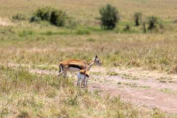 Fototapeta premium Thomson's gazelle stands while its fawn nurses in savannah grassland - Masai Mara National Reserve, Kenya, African wildlife safari photography