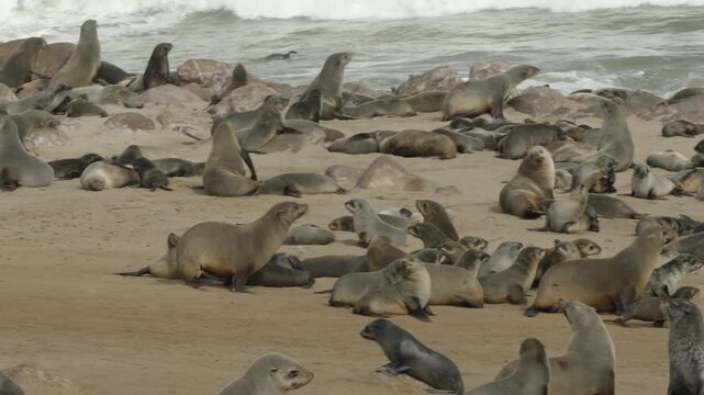 a high frame rate tracking clip of fur seals running on the beach at cape cross seal colony in namibia