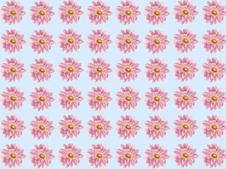A repetitive pattern of pink daisy flowers (Bellis perennis) against a light blue background. Each flower features multiple pink petals radiating from a central yellow disc. The arrangement consists o © ALEXO444