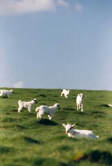 Fototapeta premium Group of White Baby Goats Running and Playing on Green Grassy Hillside Under Blue Sky, Cute Farm Animal Nature Photography