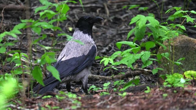 Crows among leaves banded crow searching for food among fallen autumn leaves