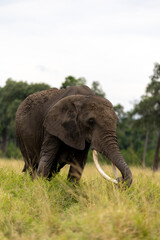 Fototapeta premium Single African bush elephant with long tusks feeds while walking through savannah grass - Masai Mara National Reserve, Kenya, African wildlife safari photography