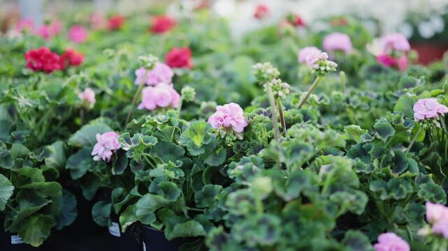 Multicolored geraniums in pots arranged ready for sale in flower shop