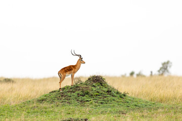 Male impala stands on a grassy mound on the open savannah - Masai Mara National Reserve, Kenya, African wildlife safari photography © theStorygrapher